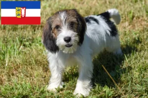 Lire la suite à propos de l’article Petit Basset Griffon Vendéen Éleveurs et chiots dans le Schleswig-Holstein