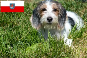 Lire la suite à propos de l’article Petit Basset Griffon Vendéen Éleveurs et chiots en Thuringe