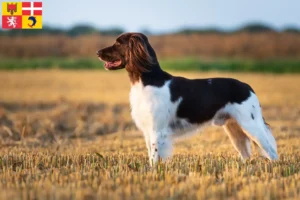 Lire la suite à propos de l’article Petit Münsterländer éleveur et chiots en Auvergne-Rhône-Alpes