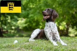 Lire la suite à propos de l’article Petit Münsterländer éleveur et chiots en Baden-Württemberg