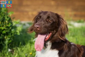 Lire la suite à propos de l’article Petit Münsterländer éleveur et chiots en Bourgogne-Franche-Comté