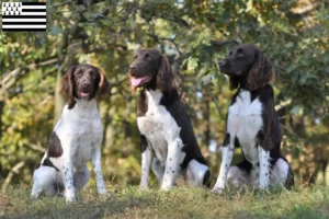 Lire la suite à propos de l’article Petit Münsterländer éleveur et chiots en Bretagne