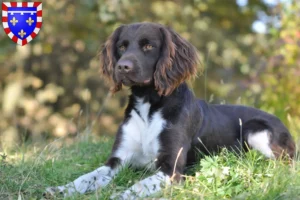 Lire la suite à propos de l’article Petit Münsterländer éleveur et chiots en Centre-Val de Loire