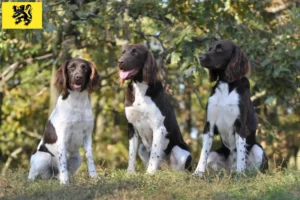 Lire la suite à propos de l’article Éleveurs de petits Münsterländer et chiots en Flandre