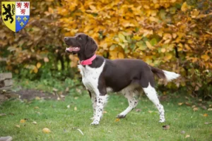 Lire la suite à propos de l’article Petit Münsterländer éleveur et chiots en Hauts-de-France