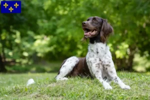 Lire la suite à propos de l’article Éleveurs de petits Münsterländer et chiots en Île-de-France