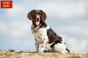 Lire la suite à propos de l’article Petit Münsterländer éleveur et chiots en Normandie