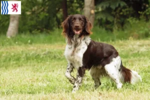 Lire la suite à propos de l’article Petit Münsterländer éleveur et chiots en Nouvelle-Aquitaine