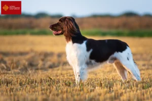 Lire la suite à propos de l’article Petit Münsterländer éleveur et chiots en Occitanie