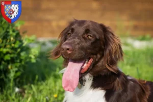 Lire la suite à propos de l’article Petit Münsterländer éleveur et chiots en Pays de la Loire