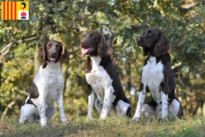 Lire la suite à propos de l’article Petit Münsterländer éleveur et chiots en Provence-Alpes-Côte d’Azur