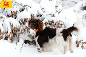 Lire la suite à propos de l’article Éleveurs de petits Münsterländer et chiots en Région wallonne