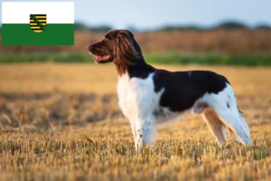 Lire la suite à propos de l’article Petit Münsterländer éleveur et chiots en Saxe