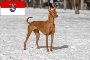 Lire la suite à propos de l’article Chien de Pharaon Éleveurs et chiots en Hesse