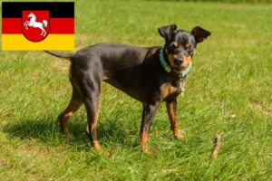 Lire la suite à propos de l’article Éleveurs de Pinscher nains et chiots en Basse-Saxe