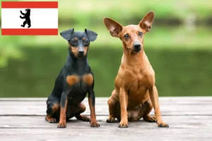 Lire la suite à propos de l’article Éleveurs de Pinscher nains et chiots à Berlin