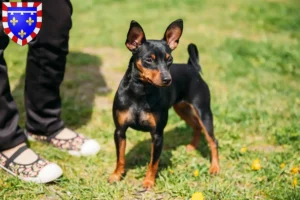 Lire la suite à propos de l’article Éleveurs de Pinscher nains et chiots en Centre-Val de Loire