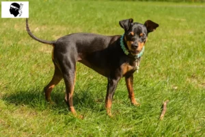 Lire la suite à propos de l’article Éleveurs de Pinscher nains et chiots en Corse