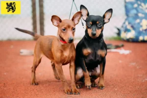 Lire la suite à propos de l’article Éleveurs de Pinscher nains et chiots en Flandre