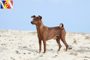 Lire la suite à propos de l’article Éleveurs de Pinscher nains et chiots en Grand Est