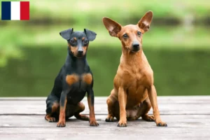 Lire la suite à propos de l’article Éleveurs de Pinscher nains et chiots en Guadeloupe