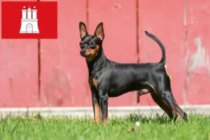 Lire la suite à propos de l’article Éleveurs de Pinscher nains et chiots à Hambourg