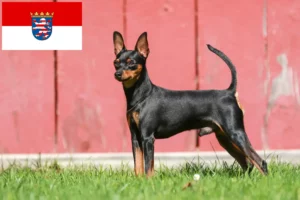 Lire la suite à propos de l’article Éleveurs de Pinscher nains et chiots en Hesse