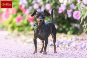 Lire la suite à propos de l’article Éleveurs de Pinscher nains et chiots en Occitanie