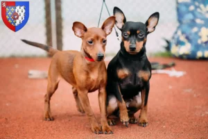 Lire la suite à propos de l’article Éleveurs de Pinscher nains et chiots en Pays de la Loire