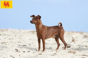 Lire la suite à propos de l’article Éleveurs de Pinscher nains et chiots en Région wallonne