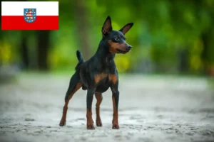 Lire la suite à propos de l’article Éleveurs de Pinscher nains et chiots en Thuringe