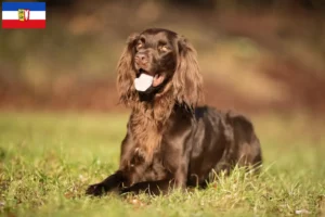 Lire la suite à propos de l’article Éleveurs et chiots à poil long allemand dans le Schleswig-Holstein