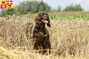 Lire la suite à propos de l’article Éleveurs et chiots de chiens à poil long en Auvergne-Rhône-Alpes