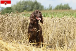 Lire la suite à propos de l’article Éleveurs et chiots à poil long allemands dans le Brandebourg