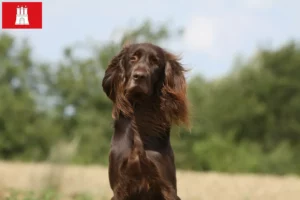 Lire la suite à propos de l’article Éleveurs et chiots à poil long allemand à Hambourg