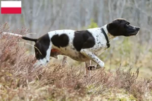 Lire la suite à propos de l’article Pointer anglais éleveurs et chiots en Pologne