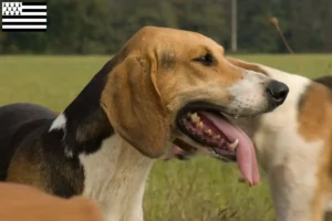 Lire la suite à propos de l’article Éleveurs de Poitevins et chiots en Bretagne