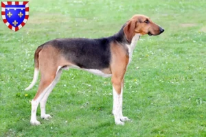 Lire la suite à propos de l’article Poitevin éleveurs et chiots en Centre-Val de Loire