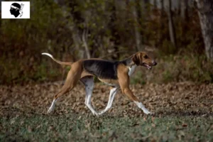 Lire la suite à propos de l’article Éleveurs de Poitevins et chiots en Corse