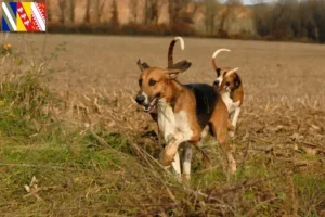 Lire la suite à propos de l’article Poitevin éleveurs et chiots en Grand Est