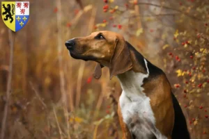 Lire la suite à propos de l’article Poitevin éleveurs et chiots en Hauts-de-France