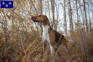 Lire la suite à propos de l’article Poitevin éleveurs et chiots en Île-de-France