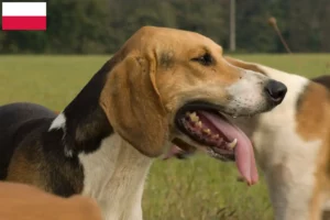 Lire la suite à propos de l’article Éleveurs de Poitevins et chiots en Pologne