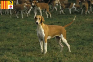 Lire la suite à propos de l’article Poitevin éleveurs et chiots en Provence-Alpes-Côte d’Azur