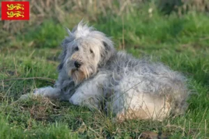 Lire la suite à propos de l’article Éleveurs de PON et chiots en Normandie