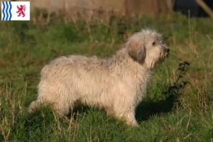 Lire la suite à propos de l’article Éleveurs de PON et chiots en Nouvelle-Aquitaine