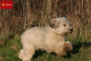 Lire la suite à propos de l’article Éleveurs de PON et chiots en Occitanie