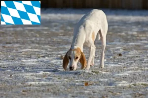 Lire la suite à propos de l’article Éleveurs de Porcelaine et chiots en Bavière