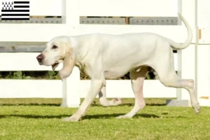 Lire la suite à propos de l’article Éleveurs de Porcelaine et chiots en Bretagne