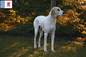 Lire la suite à propos de l’article Éleveurs de Porcelaine et chiots en Nouvelle-Aquitaine